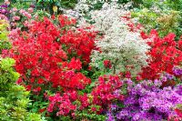 Acer palmatum 'Ukigumo' and mixed rhododendron