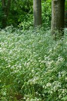 Anthriscus sylvestris - Cow Parsley in May