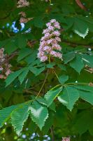Aesculus hippocastanum - Horse-chestnut tree