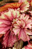Leaf markings of Begonia 'Raspberry Swirl'