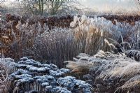 Frosty herbaceous border in winter, with Miscanthus sinensis 'Flamingo', Molinia caerulea 'Transparent', Monarda 'Cherokee' seed heads and Sedum telephium 'Matrona'.