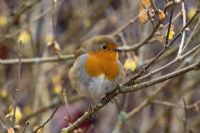 Red robin in winter, sitting on branches of Chimonanthus praecox var 'Luteus'