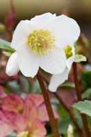 White flower of Helleborus niger 'H. C. Jacob'