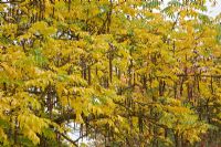 Pterocarya fraxinifolia in Autumn - Caucasian wingnut