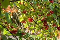 Viburnum betulifolium red berries in Autumn
