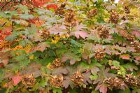 Hydrangea quercifolia 'Flemygea' in Autumn