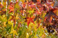 Liquidambar styraciflua foliage in Autumn -  American Sweet Gum