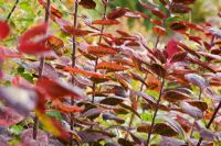Colourful Autumnal foliage of Cotinus coggygria 'Royal Purple' - Smoke Bush