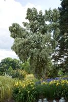 Hoheria angustifolia flowering in July - The Savill Garden, Windsor Great Park
