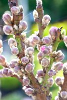Buds of Prunus persica