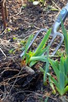 Dividing iris with a garden fork 