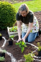 Planting a herbaceous border - arranging of herbaceous perennials in pots to fix the distance of plants
 