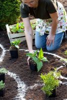 Planting a herbaceous border arranging of herbaceous perennials in pots to fix the distance of plants
 