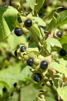 Atropa belladonna - Deadly Nightshade berries