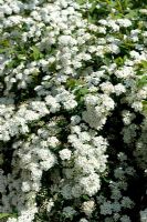 Spiraea arguta - Bridal Wreath in flowers in spring