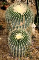 Echinocactus grusonii - Golden Barrel Cactus, Mother-in-Law's Cushion