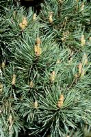 Pinus sylvestris 'Watereri' - Scots Pine