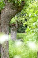 Salix alba viewed through trees