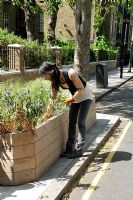Laura, an Islington Council Greenspace officer, tidying a street planter of grasses and wild flowers in Highbury, London UK