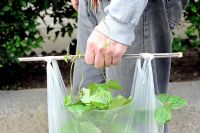 Man carrying Runner Beans along the street in a supermarket carrier bag with cane through top for ease of transporting to his allotment. The tendrils are starting to climb up his hand.