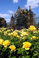 Rosa 'PHAB Gold' with ornate gates of Regent's Park, Central London in background. The rose is named for PHAB, the charity involved with “integrating people with and without physical disabilities”, to celebrate their 40th anniversary.