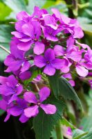 Lunaria annua - Honesty flowers - Chenies Manor Gardens