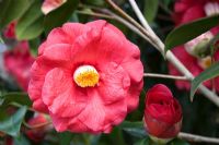 Camellia japonica 'Liberty Bell'