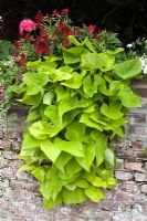Ipomoea batatas with Nicotiana growing on a stone wall