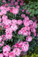 Rhododendron degronianum 'Bad Zwischenahn'