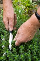 Thymus officinalis - Harvesting Thyme