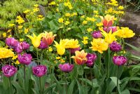 Tulipa 'Easter Surprise', Tulipa 'Yellow Pomponnet', Tulipa 'Cistula' and Tulipa 'Ballade Dream' and Caltha palustris - Marsh Marigold 