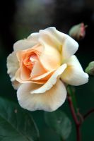 Rosa 'Buff Beauty' AGM Hybrid Musk Rose