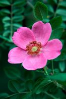Rosa 'Highdownensis' moyesii hybrid