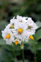 Potato 'Marfona' flower with aphids
