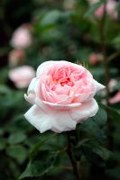 Rosa 'Eglantyne' David Austin New English Rose