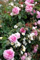 Climbing Rose - Rosa 'Blairi Number Two' and Rambler Rose - Rosa 'Seagull' AGM