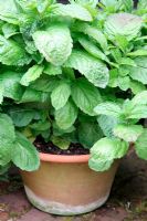 Mentha x piperata forma citrata 'Grapefruit' growing in terracotta pot