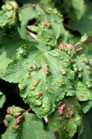 Currant blister aphid is a sap-sucking insect that infests the lower leaf surface in early summer and causes leaf distortion on currant plants