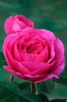 Rosa 'Gertrude Jeckyll' David Austin New English Rose