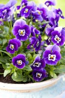 Viola cornuta 'Rocky Blue with Face''