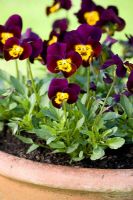 Viola cornuta 'Deltini Purple with Golden Centre'