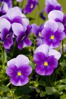 Viola cornuta 'Deltini Blue Beacon'