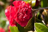 Camellia 'Marianne'