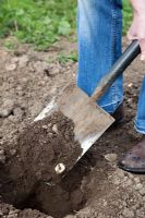 Planting a blackcurrant bush - digging hole with a spade