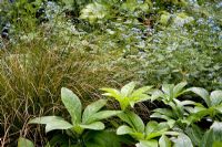 Shady woodland garden with Brunnera macrophylla 'Jack Frost', Helleborus orientalis and Carex