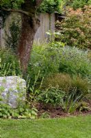 Shady woodland garden with Tellima grandiflora, Brunnera macrophylla 'Jack Frost', Geranium phaeum 'Lily Lovell' and Skimmia x confusa 'Kew Green'