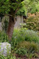 Shady woodland garden with Tellima grandiflora, Brunnera macrophylla 'Jack Frost', Geranium phaeum 'Lily Lovell', Skimmia x confusa 'Kew Green', apple tree, Photinia and Prunus lusitanica