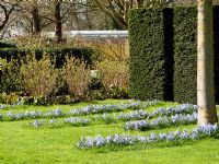 Naturalised lawn with of Chionodoxa luciliae 'Blue', Chionodoxa luciliae 'Alba', Anemone blanda 'White Splendor' and Muscari azureum 'Album'. Taxus baccata hedge and Bergenia. Mien Ruys Tuinen, Dedemsvaart, Netherlands 