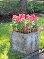 Tulipa 'Pink Impression' planted with Carex Bronze Form in a square stone container. Mien Ruys Tuinen, Dedemsvaart, Netherlands 