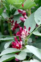 Broad Bean flower - Vicia faba 'Cambridge Scarlet'  Top of shoots pinched out to limit damage caused by Black Bean Aphid or Black Army - Aphis fabae